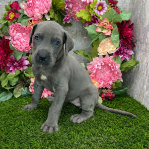 Great Dane Puppy Trina