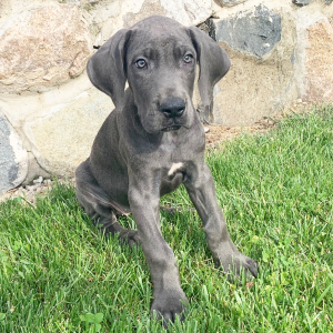 Great Dane Puppy Trina