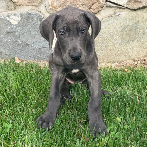 Great Dane Puppy Trina