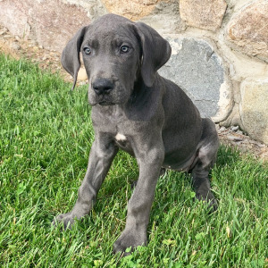Great Dane Puppy Trina