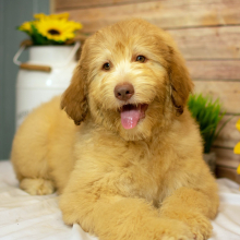 Aussiedoodle Puppy Alexis