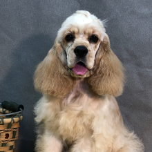 Cocker Spaniel Puppy Chela