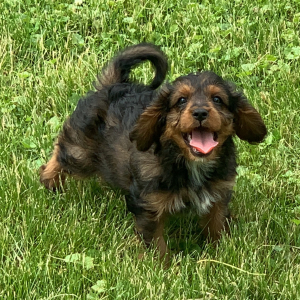 Cavapoo Puppy Ned