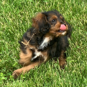 Cavapoo Puppy Ned