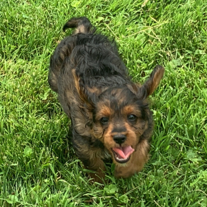 Cavapoo Puppy Ned