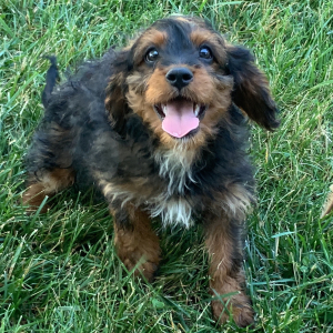 Cavapoo Puppy Ned