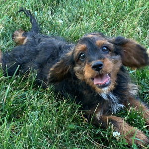 Cavapoo Puppy Ned