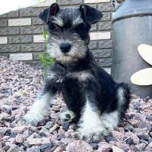 Miniature Schnauzer Puppy Grace