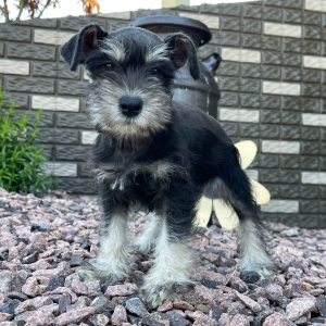 Miniature Schnauzer Puppy Grace