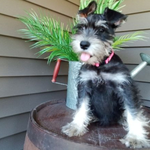 Miniature Schnauzer Puppy Grace