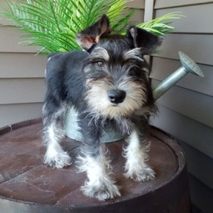 Miniature Schnauzer Puppy Grace