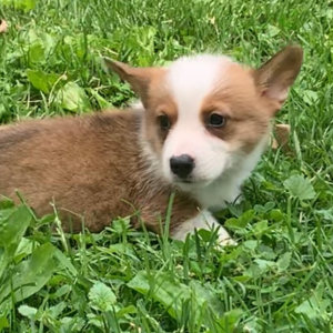 Pembroke Welsh Corgi Puppy Trevor