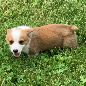 Pembroke Welsh Corgi Puppy Trevor