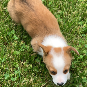 Pembroke Welsh Corgi Puppy Trevor