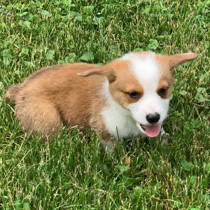 Pembroke Welsh Corgi Puppy Trevor