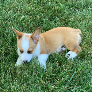 Pembroke Welsh Corgi Puppy Trevor