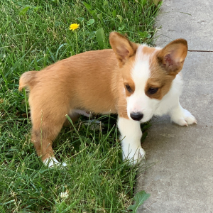Pembroke Welsh Corgi Puppy Trevor