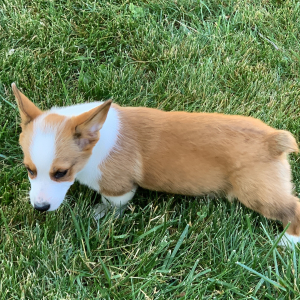 Pembroke Welsh Corgi Puppy Trevor