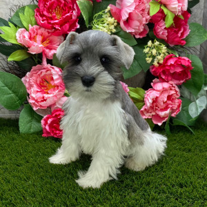 Miniature Schnauzer Puppy Sammy