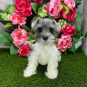 Miniature Schnauzer Puppy Sammy