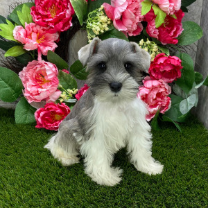 Miniature Schnauzer Puppy Sammy