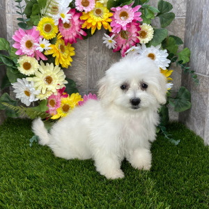 Coton de Tulear Puppy Sparkle