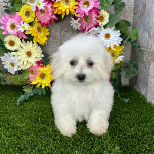 Coton de Tulear Puppy Sparkle