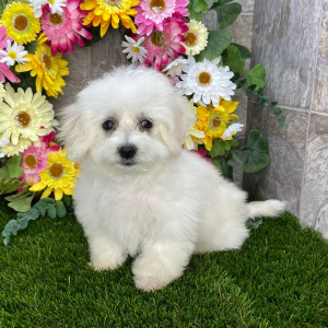 Coton de Tulear Puppy Sparkle