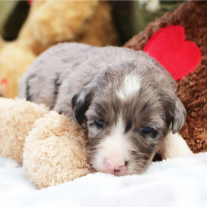 Bernedoodle Puppy Marco