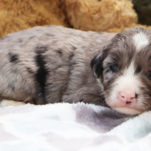Bernedoodle Puppy Marco