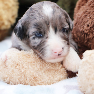Bernedoodle Puppy Marco