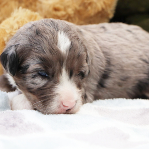 Bernedoodle Puppy Marco