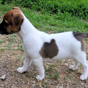 Jack Russell Terrier Puppy Maximus