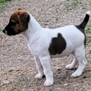 Jack Russell Terrier Puppy Maximus