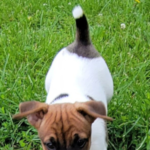 Jack Russell Terrier Puppy Maximus
