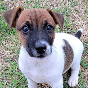 Jack Russell Terrier Puppy Maximus