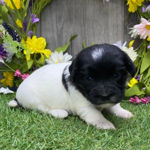 Havanese Puppy Tina