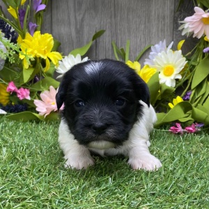 Havanese Puppy Tina