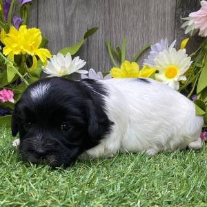 Havanese Puppy Tina