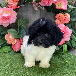 Havanese Puppy Tina