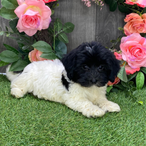 Havanese Puppy Tina