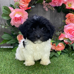 Havanese Puppy Tina