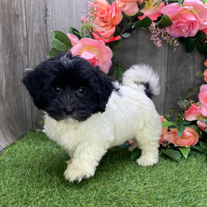 Havanese Puppy Tina