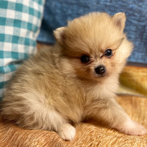 Pomeranian Puppy Drake