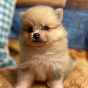 Pomeranian Puppy Drake