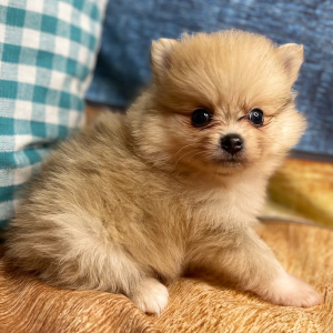 Pomeranian Puppy Drake