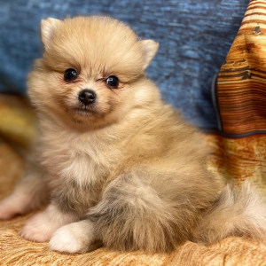 Pomeranian Puppy Drake