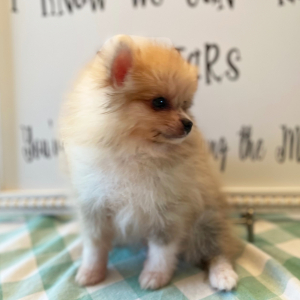 Pomeranian Puppy Drake