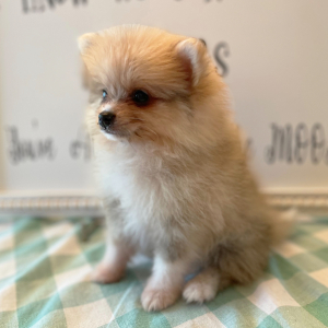 Pomeranian Puppy Drake