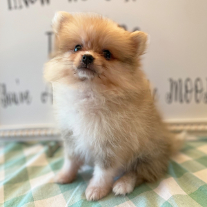 Pomeranian Puppy Drake